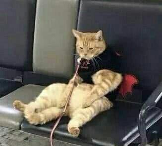 主人把猫咪落在火车站，当回来找猫的时，让主人哭笑不得！