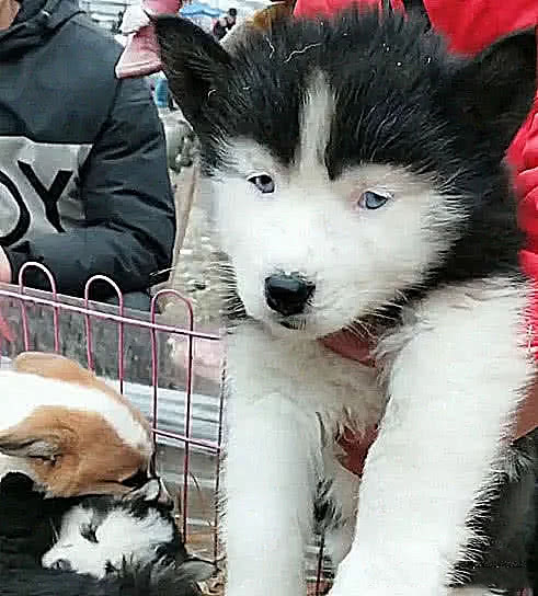 哈士奇卖不出去，起初以为品种不纯，结果抬头一看笑出鼻涕泡！