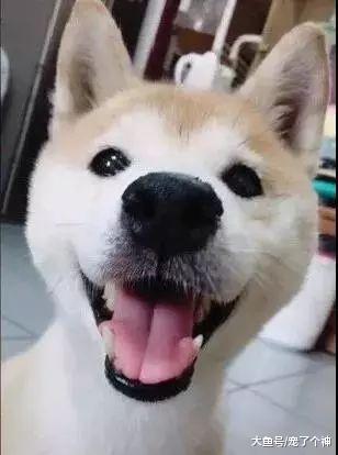 狗狗最终会忘记主人！四招教你如何预防狗狗得老年痴呆