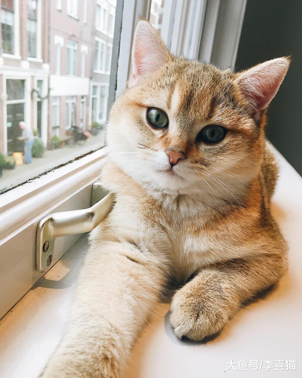 别以为给猫咪富足的物质生活就能得到它的爱, 精神需求也要考虑到