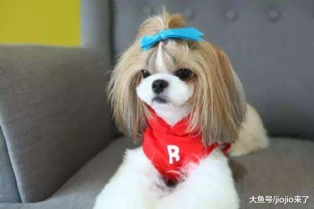 荒唐主人立遗嘱要让爱犬陪葬，健康西施狗狗惨被安乐死