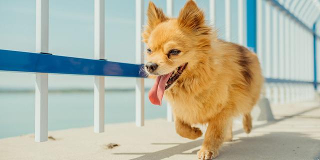 狗狗为什么要防中暑？因为南方夏天近6个月，狗狗太热常被忽视