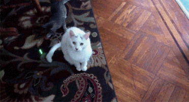 激光笔这种逗猫神器，其实你从来没用对过！