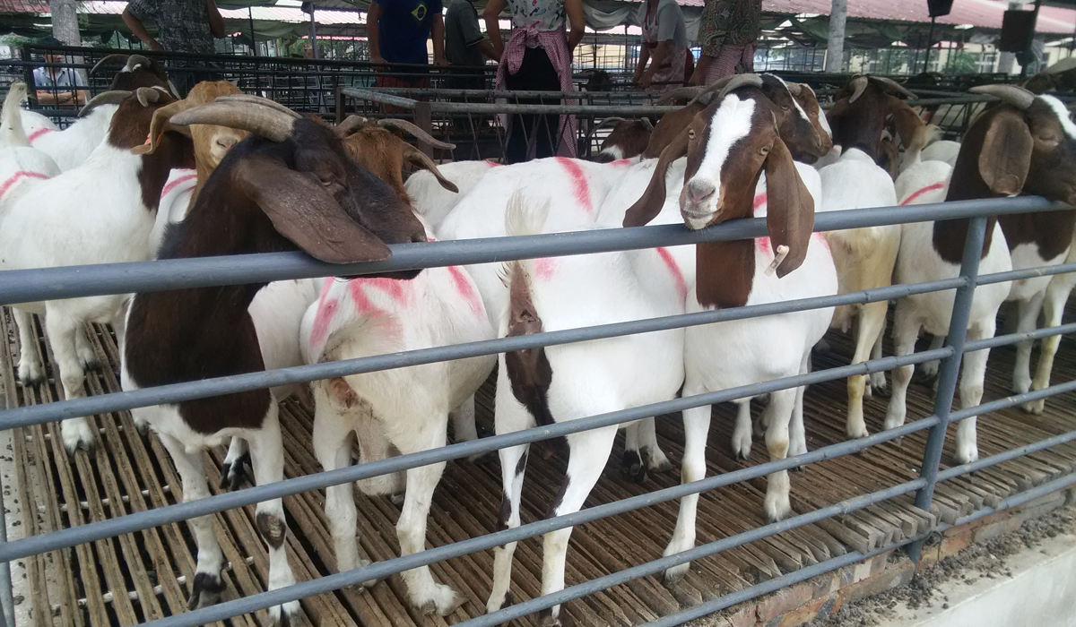 动物里优秀的倾听者，山羊能清晰感知同伴的喜怒哀乐