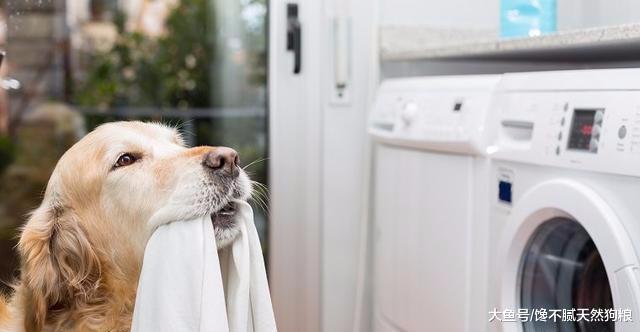 狗狗总是喜欢咬衣服？狗狗：这都怪主人没能好好满足我的需求！