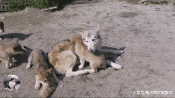 二哈被狼犬看上，结果生下的娃都不像它，二哈想“赖账”了