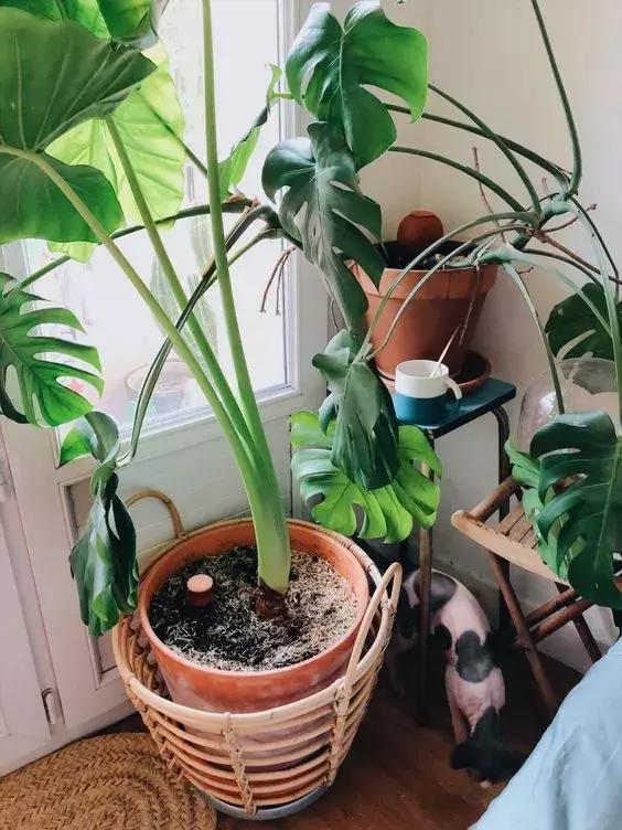 老公往花盆倒了点酒，叶子立马变绿，花儿都长疯了！