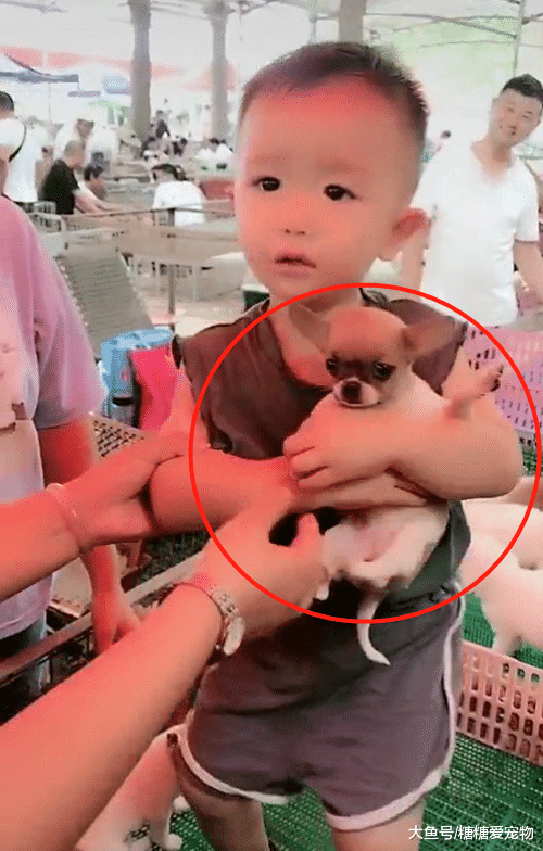 一家人逛狗市，结果儿子抱住小狗就不撒手了，网友：有缘就买了吧