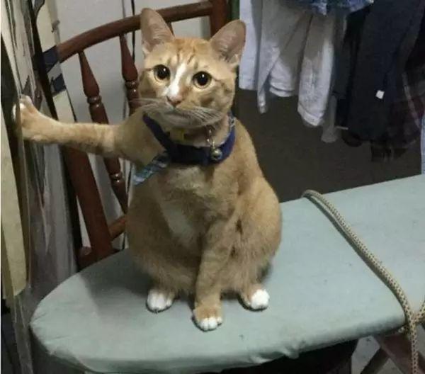 铲屎官下班回家看见橘猫姿势怪怪的，走近一看，顿时笑了出来！