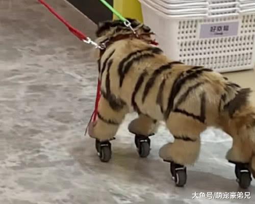 逛商场时看到大爷带宠物，总感觉哪不对劲，走进看后捂嘴！