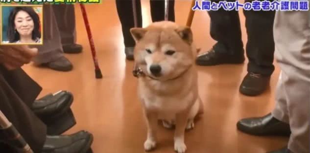 一起患上了痴呆症的奶奶和柴犬，长时间未见，感人的画面就此上演