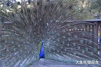 孔雀沦为逗猫棒，画风清奇好笑，引无数网友围观！