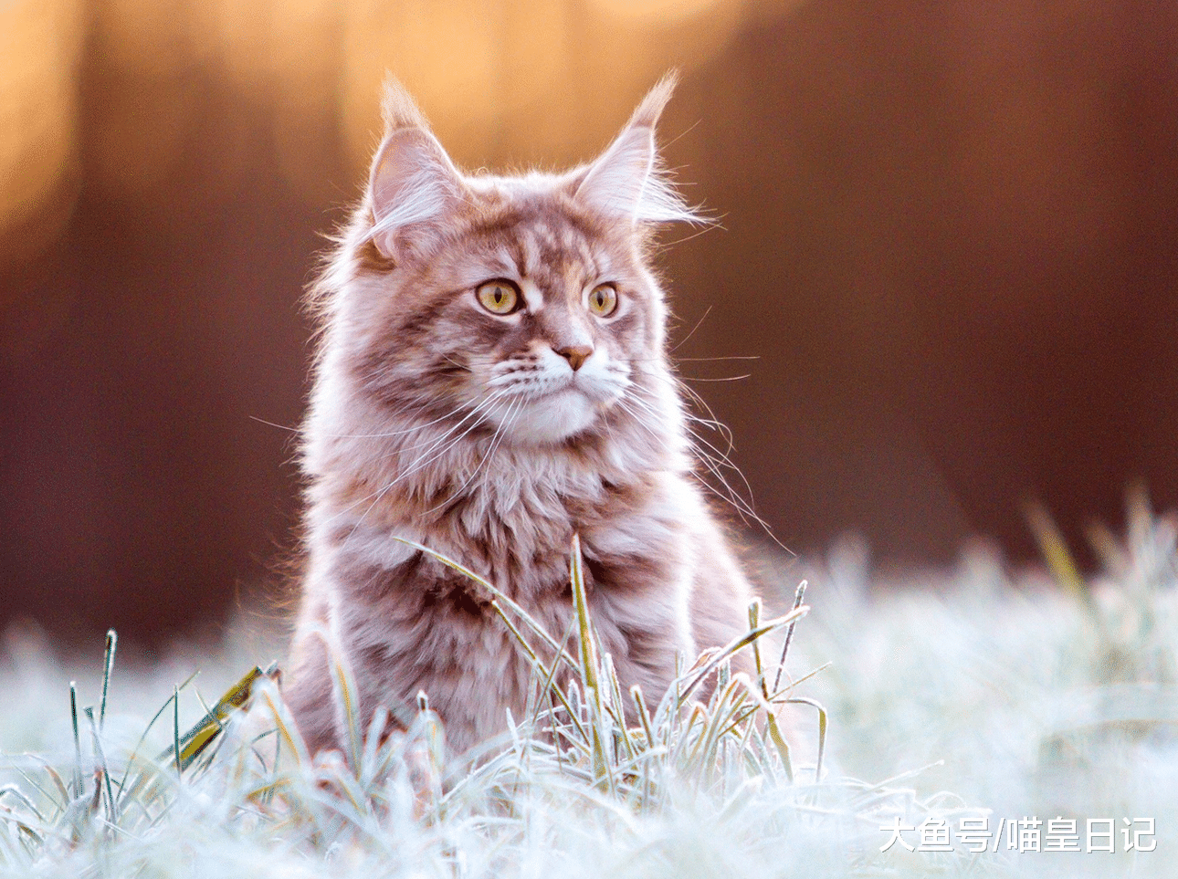 想要擁有圓潤可愛的喵星人，以下三點是關鍵，鏟屎官們記住了嗎？