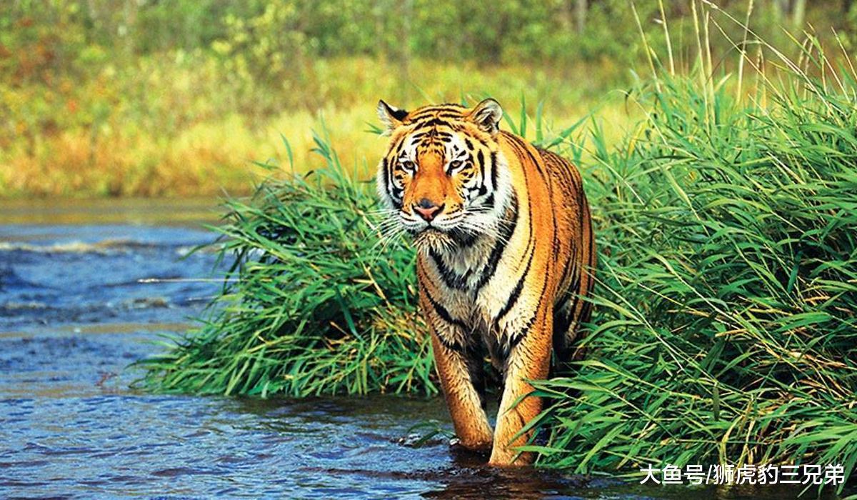貓科動物里最快的物種：獵豹為了速度，放棄了什么？