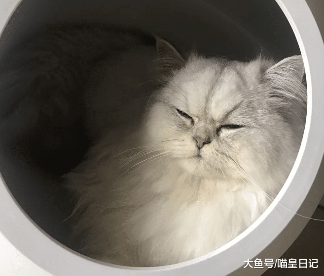 为何活泼的猫咪会突然变安静？绝育只是一方面，更重要的还是成熟