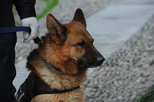 谁说哈士奇不能成为警犬的？在寒冷天气下，二哈才是合格军犬！