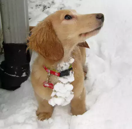 雪地里玩耍的臘腸犬