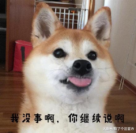 谁知道这狗什么品种