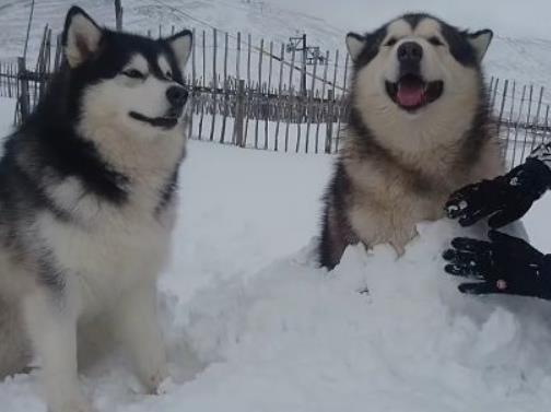 鏟屎官套路阿拉去玩雪，卻把阿拉當成道具，阿拉的表情亮了