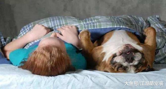让狗狗上床睡觉的5个好处，看完之后就不会拒绝狗狗了