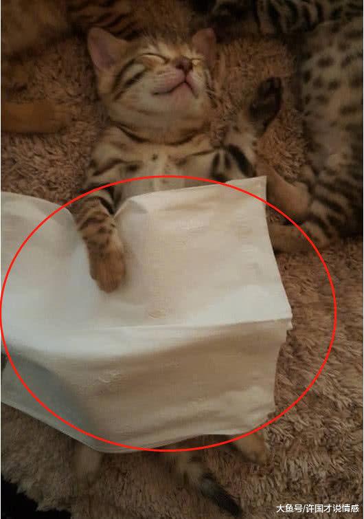 猫咪睡觉四仰八叉，主人怕它冻坏肚肚，于是给它弄来张“被子”