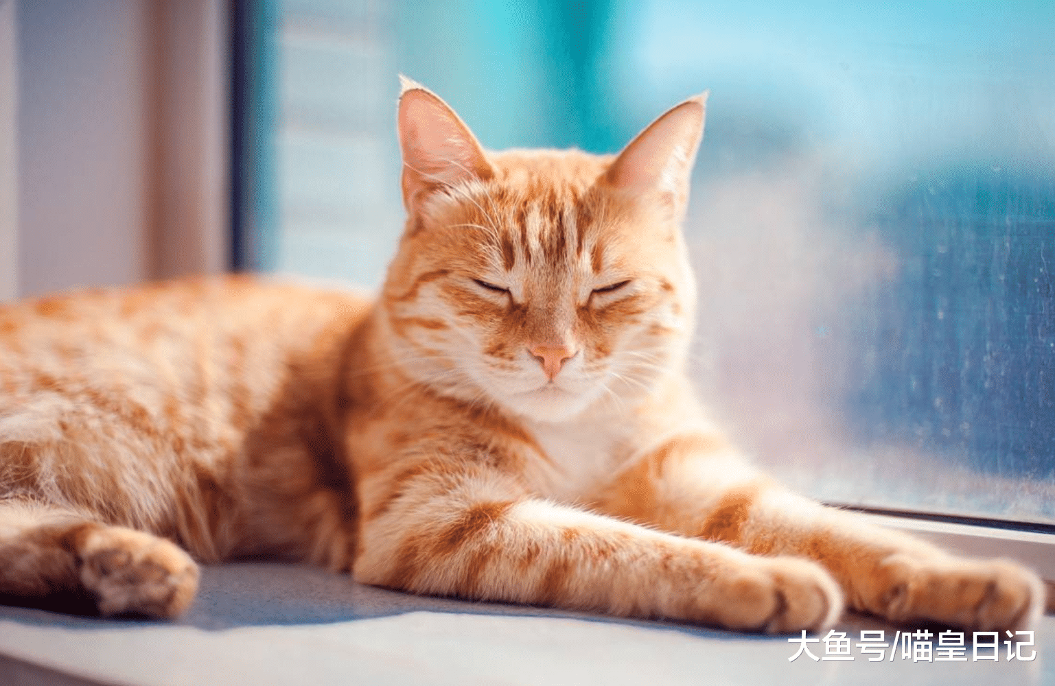 喵星人最喜歡這五種鏟屎官，快檢查一下你是不是其中之一呢？