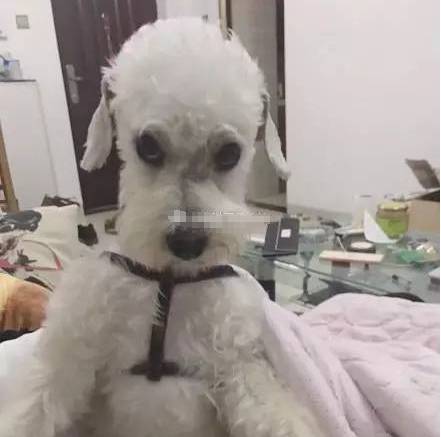 在给狗子取名这件事上，每个主人都是天才...