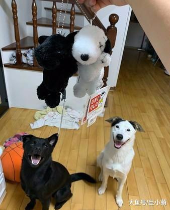 狗狗在年幼时是单眼皮，长大后自动开眼角，这是偷偷去整容了吧