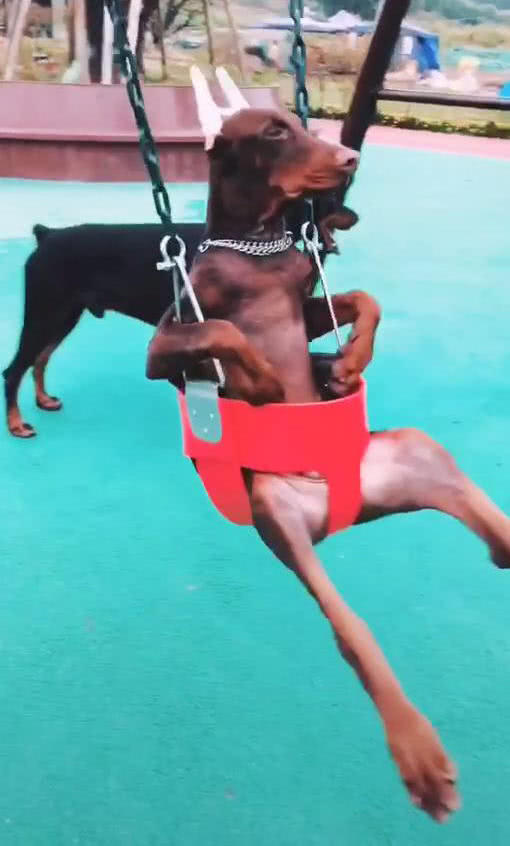 男子在公园跑步，远处看到小孩坐在秋千上，走近看后：怎么是条狗