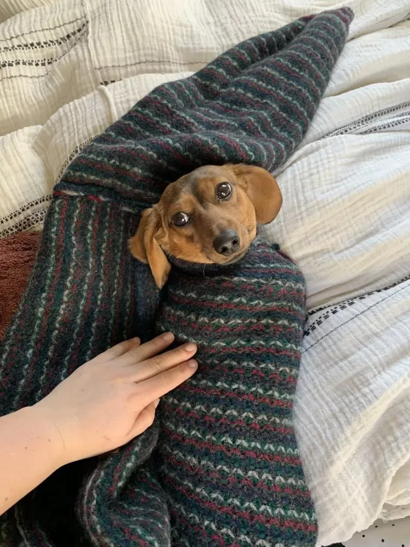 ?被困在袖子里的汪星人