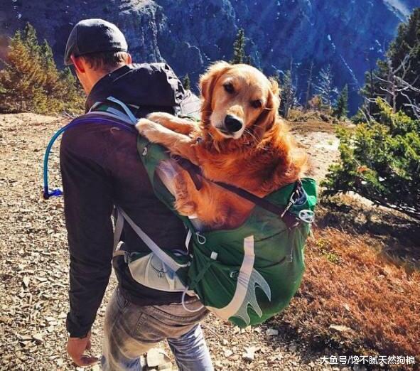 狗狗的这5个奇怪特质，如果没有，那恭喜你养了一只假狗