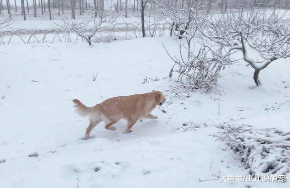 网友带金毛出去玩儿雪，金毛把网友给扑倒后它转身跑了！