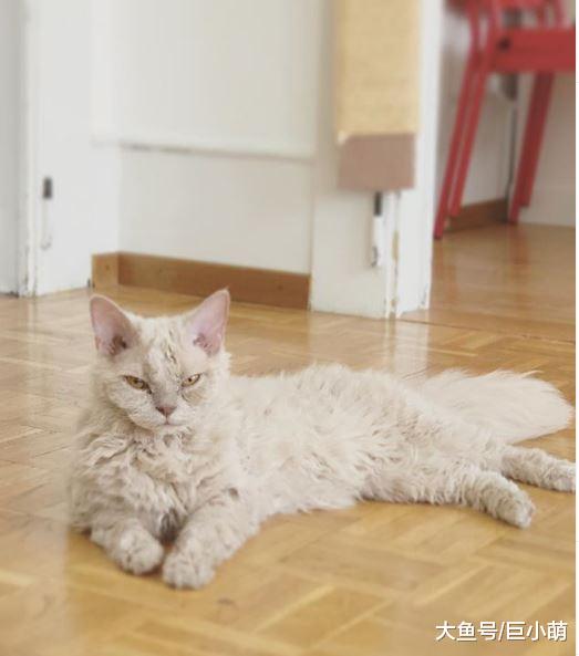 路边捡到脏兮兮流浪猫，全身毛发卷卷的猫咪，原来是稀有品种