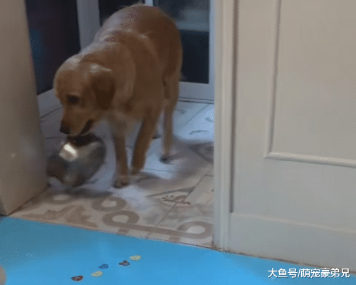 刚带回家的小猫，询问金毛如何安置，谁知金毛的做法让人笑喷！