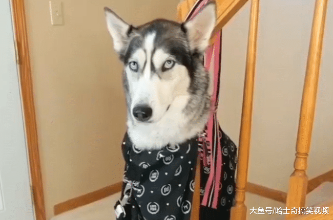 二哈到处“便便”，结果被主人吊起来，狗：准备重新装修吧