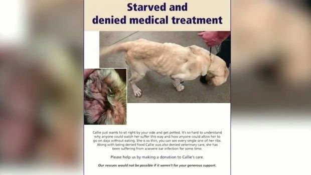 狗狗骨瘦如柴，网友痛斥宠主并抵制他开的店，结果却让所有人打脸