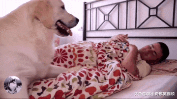 金毛从小就爱跟主人睡，结果现在4岁了，还当自己是小奶狗