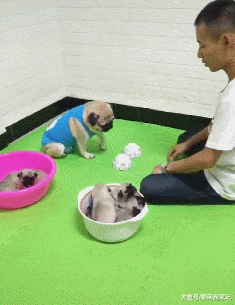 巴哥生完5只宝宝以后，经常被它智商碾压，不是说好的一孕傻三年