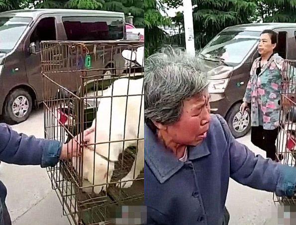 养了多年的土狗被老人贱卖, 当场痛哭告别, 转身一个动作暴露真相