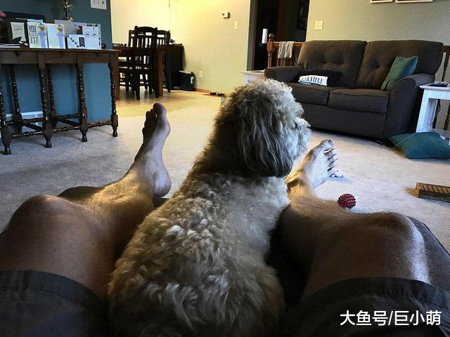 狗狗喜欢趴主人脚边，究竟是什么原因，让它不嫌弃你的脚味