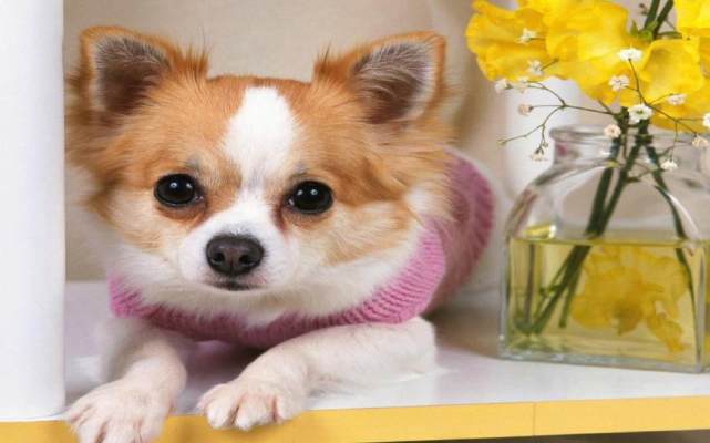 盘点狗狗那些让主人不能接受的举动：你家狗狗做过吗？