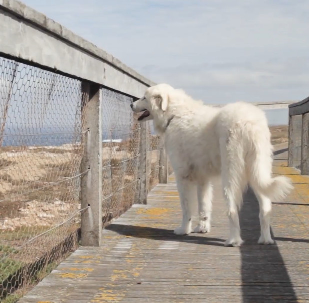 这只狗狗在一座岛上保护了企鹅近十年！年迈的它如今光荣退休