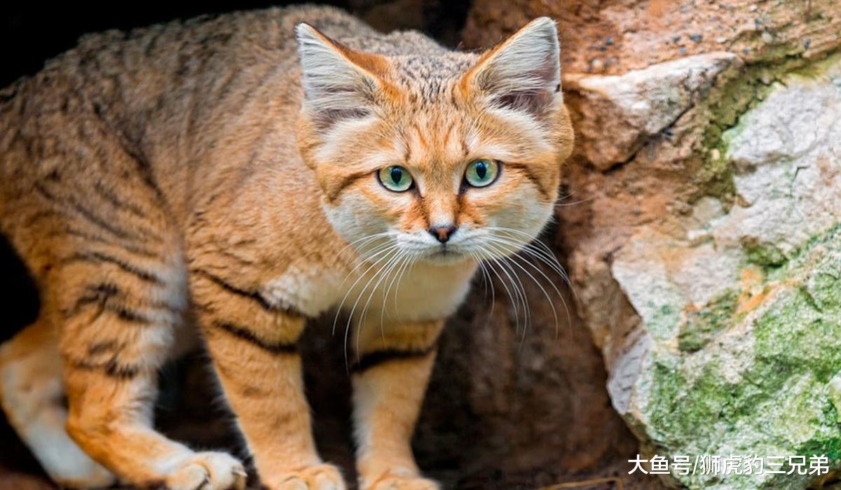 俗称“胖脸猫”的野生猫科动物，明明体型很小，却吃了脸大的亏