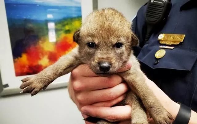 捡到小土狗交给了警察，兽医瞧了半天：你捡的可不是狗啊