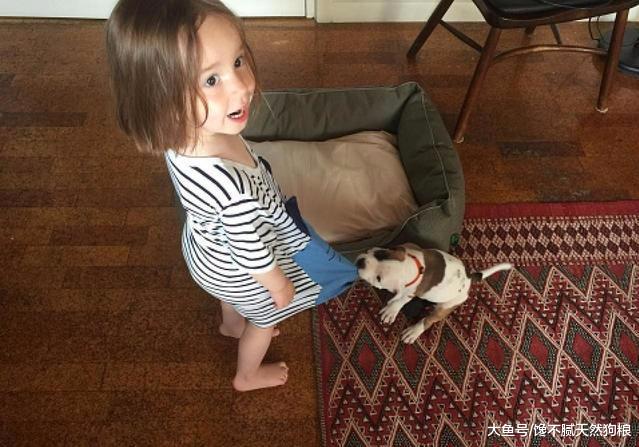 狗狗总是喜欢咬衣服？狗狗：这都怪主人没能好好满足我的需求！