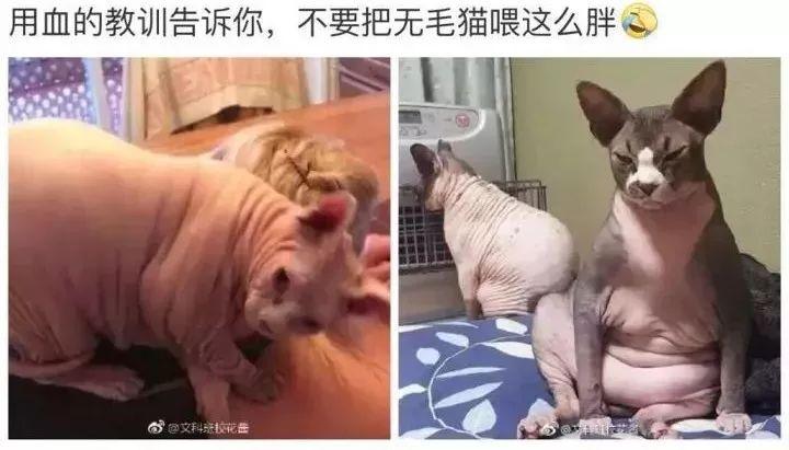 比起宇宙神秘电波, 外星喵其实早已到达地球!