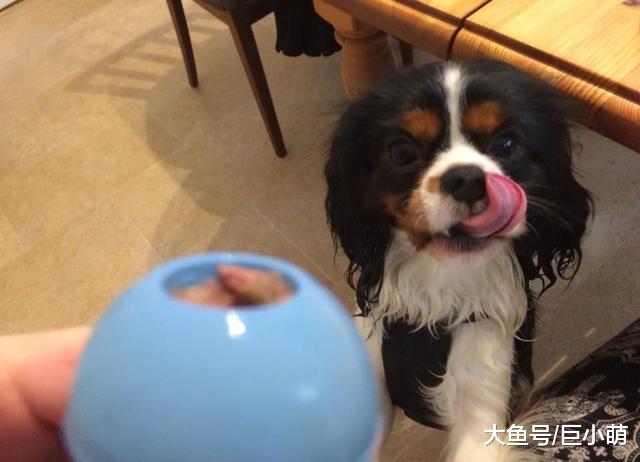 我出门狗狗就一直叫，狗分离焦虑是病，但有很多小技巧能解决