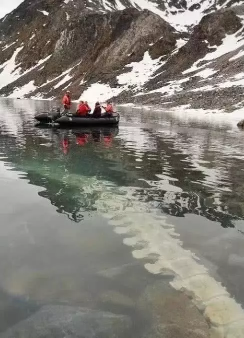 世界上最孤独的鲸鱼——Alice，它现在过得怎么样了？