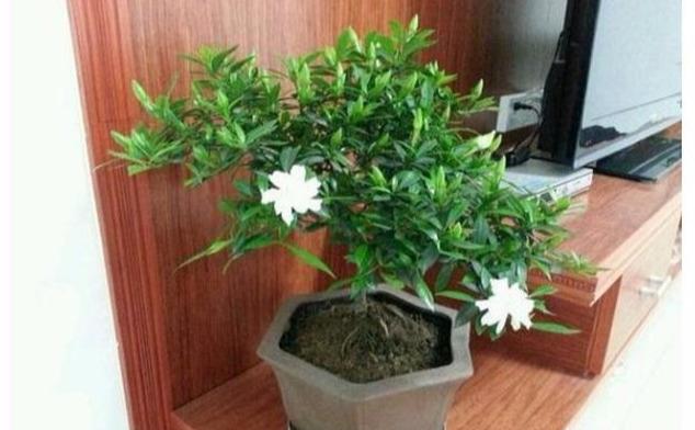 栀子花不生根，养花老匠教您学会走4步，花花发根快，生长旺