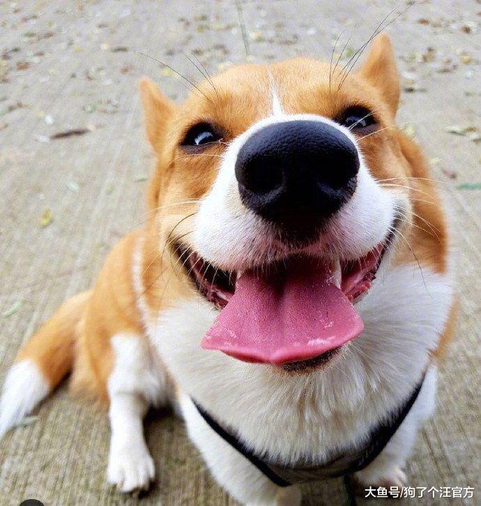 准备给狗接生，一检查全家都怒了